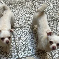 شیواوا توله|سگ|بابل, |دیوار