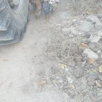 مرغ و خروس|حیوانات مزرعه|فولادشهر, زاینده رود|دیوار