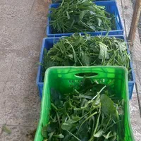 دلال ماست و نازخاتون وسبزی ماهی و قرمه و مرغ ترش|خوردنی و آشامیدنی|گتاب, |دیوار
