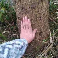 یوکا ۱۰ ساله|گل و گیاه طبیعی|آستانه اشرفیه, |دیوار