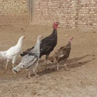 جوجه بوقلمون