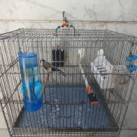 سهره
