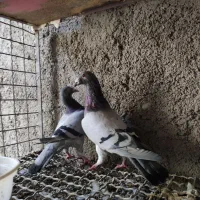 کفتر|پرنده|حمیدیا, |دیوار