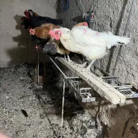 مرغ و خروس گلین/ لاری/گلپایگانی|حیوانات مزرعه|اسلامشهر, کاشانک|دیوار