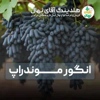 فروش نهال انگور موندراپ رقم صادراتی و اصلاح شده