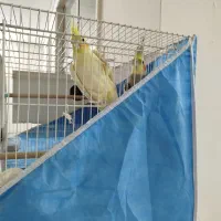 جفت عروسی هلندی مولد