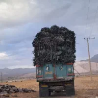 خرید ضایعات نوار تیپ|خدمات باغبانی و درختکاری|محلات, |دیوار