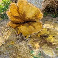 مرکز خرید وفروش چوب «نقدی»|خدمات باغبانی و درختکاری|آشخانه, |دیوار