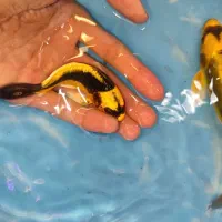 مایان کوی باله شیری|ماهی|مشهد, انقلاب|دیوار