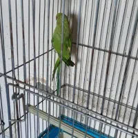 طوطی ملنگو سبز