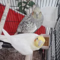 فروش عروس هلندی نروماده بالغ