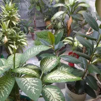 گلهای زیباآپارتمانی