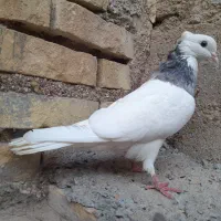کفتر طوقی هفت رنگ|پرنده|اهواز, کوی طلاب|دیوار