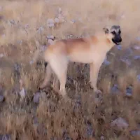 دوتاسگ‌سرابی‌زات‌قدیم‌نروماده‌