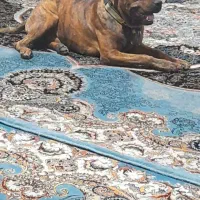 فروش سگ کین کورسو پیتبول معاوضه با موتور هم دارم