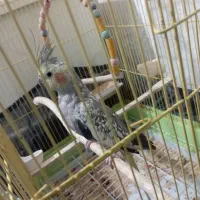 عروس هلندی ماده|پرنده|رباطکریم, مسکن مهر آبشناسان|دیوار