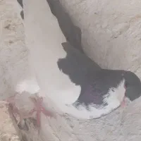 تعدادی کبوتر|پرنده|وحدتیه, |دیوار