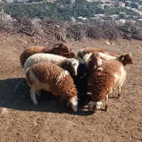 بره پاییزه پرواری