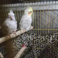 دو عدد عروس هلندی با مرغ عشق ماده کاکلی بالغ