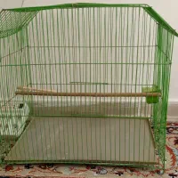 قفس  پرنده .طوطی .عروس.