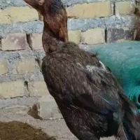 مرغ خروس