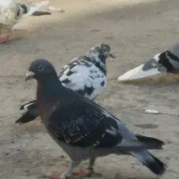 تعویض|پرنده|جوادآباد, |دیوار