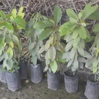 نهال آووکادو فروشی