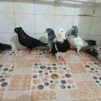 کبوتر پاکستانی و پرشی|پرنده|تهران, سعادت‌آباد|دیوار