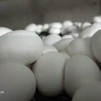 قارچ دکمه ای|خوردنی و آشامیدنی|خان ببین, |دیوار