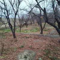 باغ-دو-بحر-با-درختان-قدیمی-سرمایه-گذاری-و-ساخت