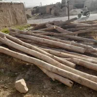 خریدار چوب بابت تولید زغال کبابی|خدمات باغبانی و درختکاری|کبودرآهنگ, |دیوار