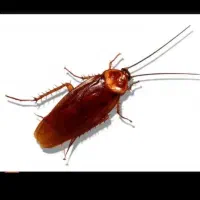 سمپاشی حشرات ۱۰۰ تضمینی کل حشرات وغیره شرکت تندیس|خدمات نظافت|تهران, فاطمی|دیوار