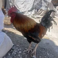 خروس  نارنجی ا