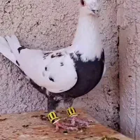 چینی سیا  خریدارم