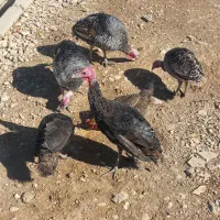 بوقلمون|حیوانات مزرعه|یاسوج, |دیوار