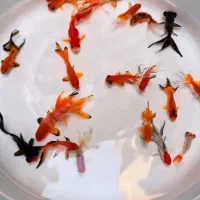 ماهی قرمز|ماهی|اصفهان, چرخاب|دیوار