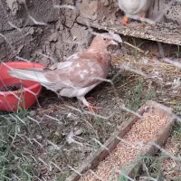 کبوتر سرخ