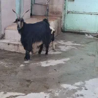 بزچپربابره