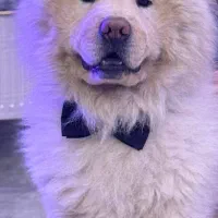 سگ چاو چاو جهت جفتگیری