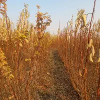 نهالستان|حراج|خسروشاه, |دیوار