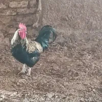 خروس