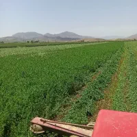 یونجه|خدمات باغبانی و درختکاری|سنقر, |دیوار