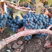 نهال انگور سیاه ریشه دار درجه یک|خدمات باغبانی و درختکاری|اورامان, |دیوار