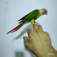 طوطی گرینچیک ..سانچیک|پرنده|شیراز, شاپورجان|دیوار