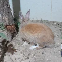 خرگوش پشمالو خانگی