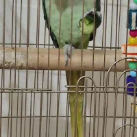 شاه طوطی . طوطی اسکندر . کاسکو . آرا . کاکادو