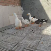 اردک ارگانیک
