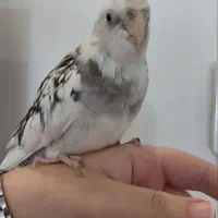 عروس دوکت ابلغ ۵ ماهه