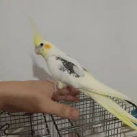 عروس هلندی شهر جم