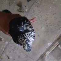 کفتر سری